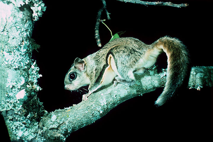 Rocky the Flying Squirrel: Accurately animated or far from factual?